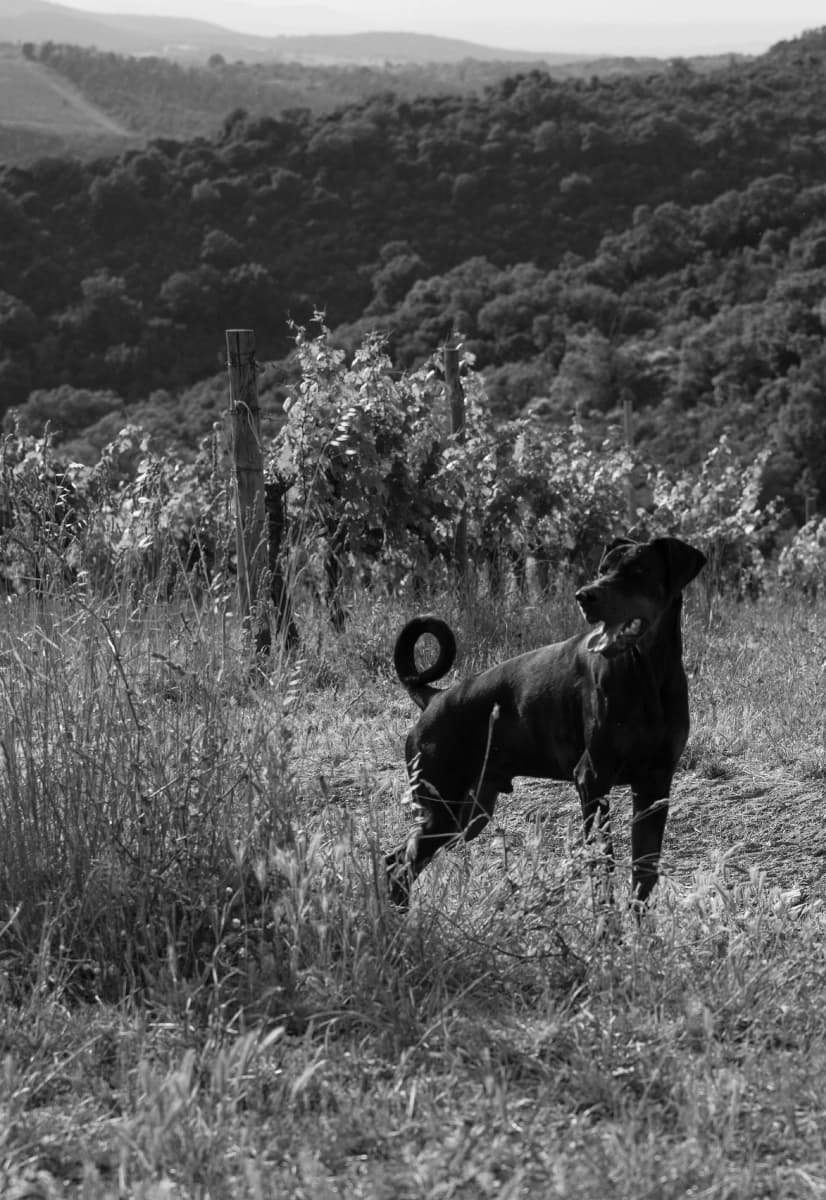 TERRA FORTE ED ELEGANTE