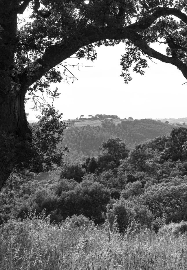 La Maremma